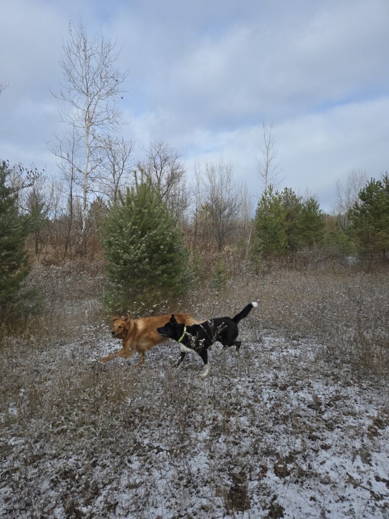 Adventure Walk for high energy dogs in Toronto Ontario Canada