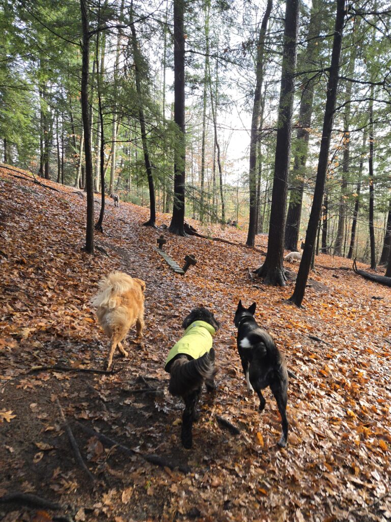Adventure Walk for high energy dogs in Toronto Ontario Canada