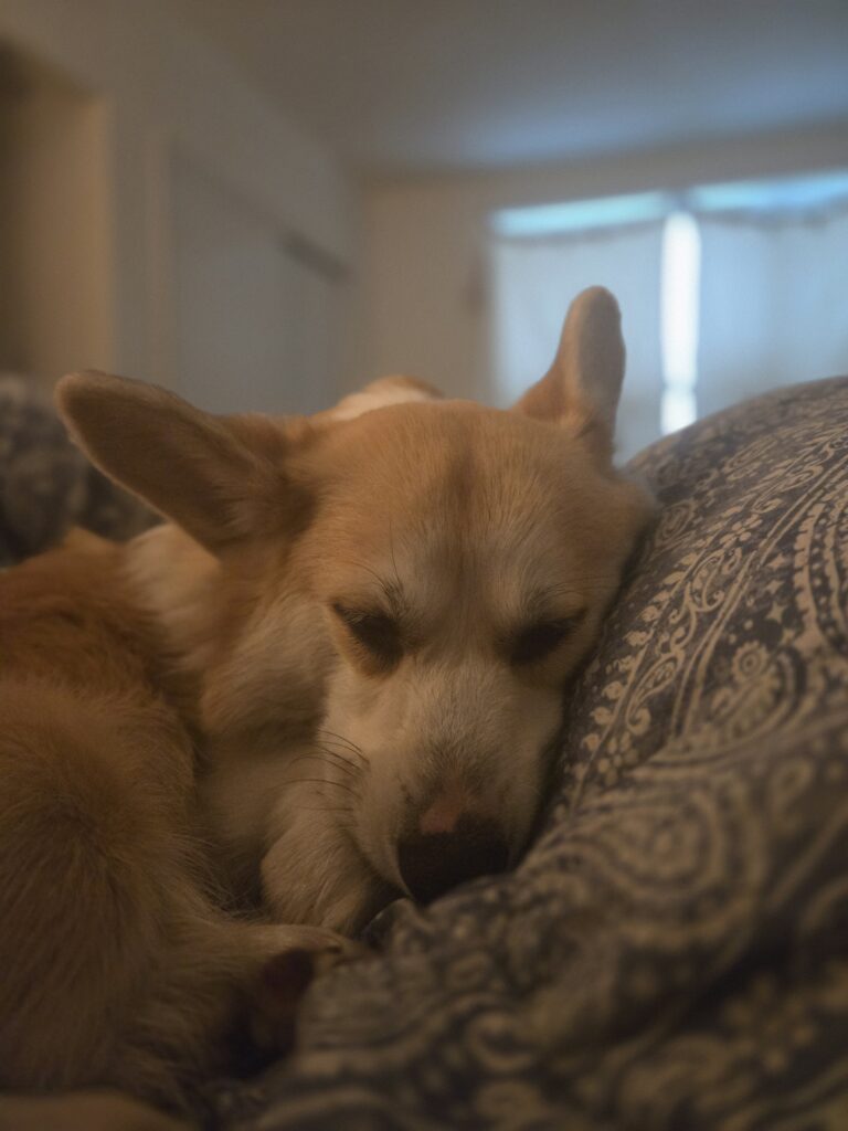 Homestyle boarding for specialized and personalized pet care