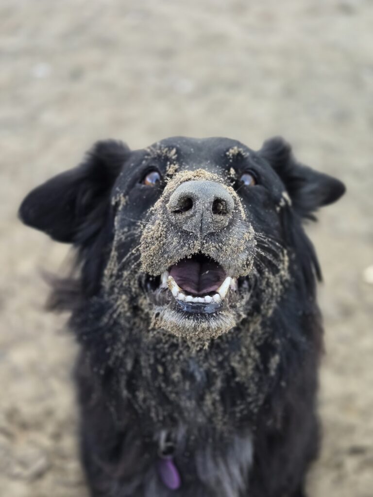 Adventure Walk for high energy dogs in Toronto Ontario Canada