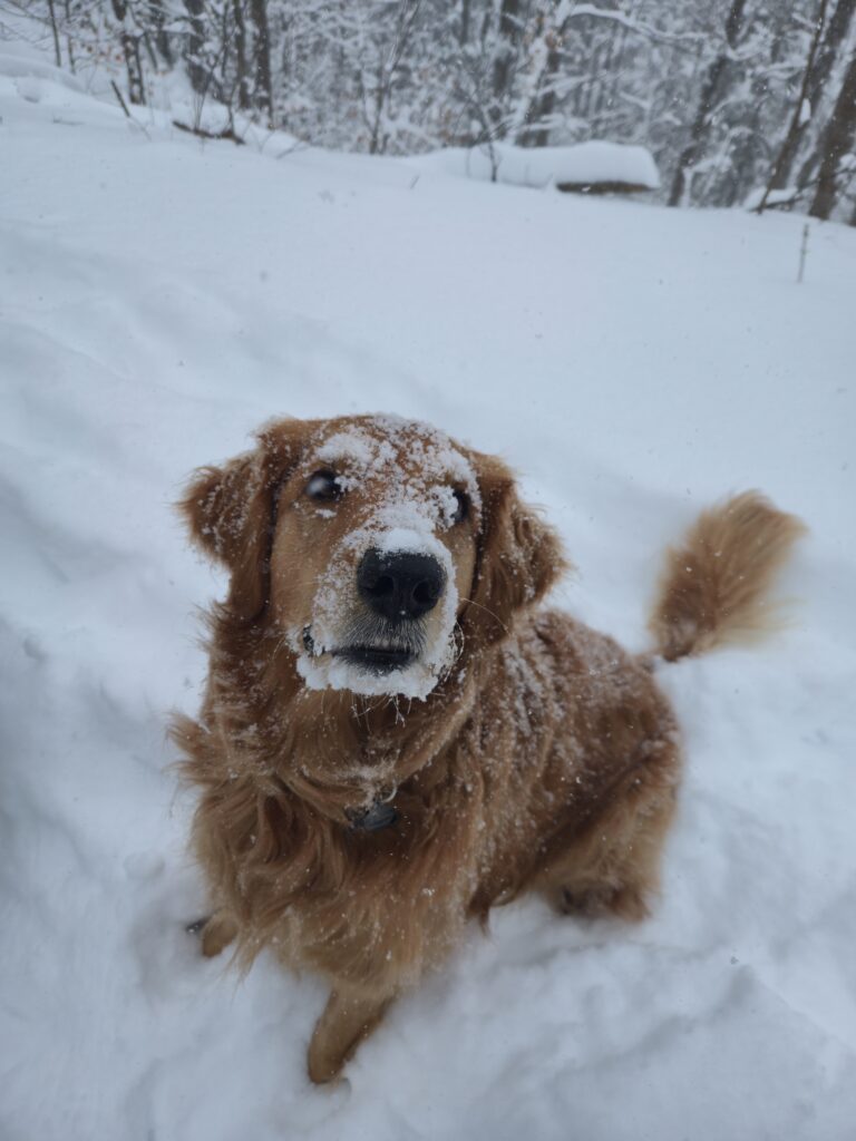 Adventure Walk for high energy dogs in Toronto Ontario Canada